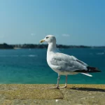 Lire la suite à propos de l’article Vivre à Saint-Malo : qualité de vie et marché immobilier en 2025