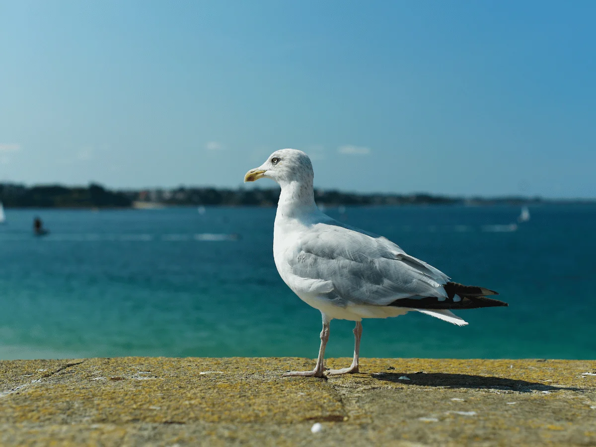 Vivre à Saint-Malo : qualité de vie et marché immobilier en 2025
