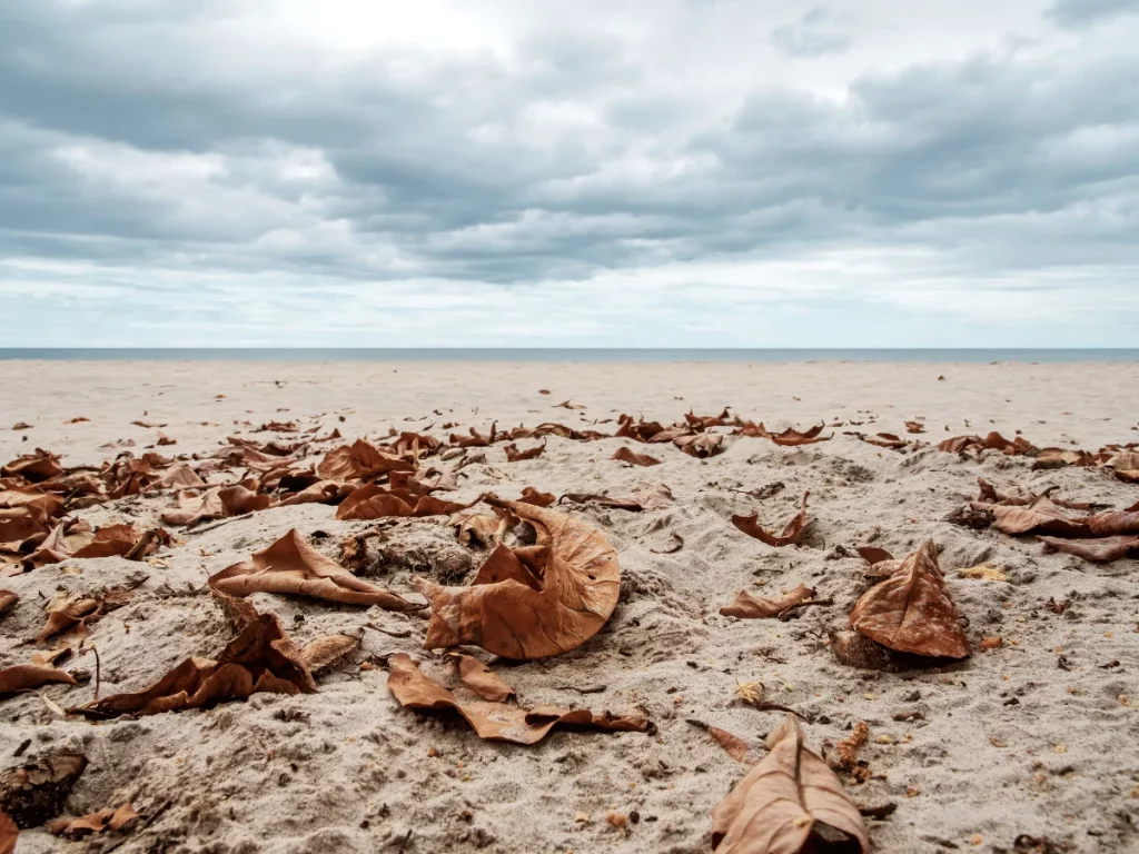 Automne Saint-Malo Immobilier