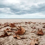 Lire la suite à propos de l’article Immobilier Saint-Malo automne 2025 : couleurs, quiétude et opportunités immobilières