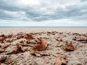 Lire la suite à propos de l’article Immobilier Saint-Malo automne 2025 : couleurs, quiétude et opportunités immobilières