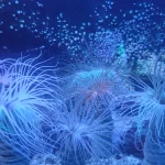 Lire la suite à propos de l’article Vivre à Saint-Malo : le Grand Aquarium, un lieu incontournable