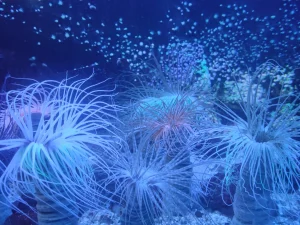 Lire la suite à propos de l’article Vivre à Saint-Malo : le Grand Aquarium, un lieu incontournable