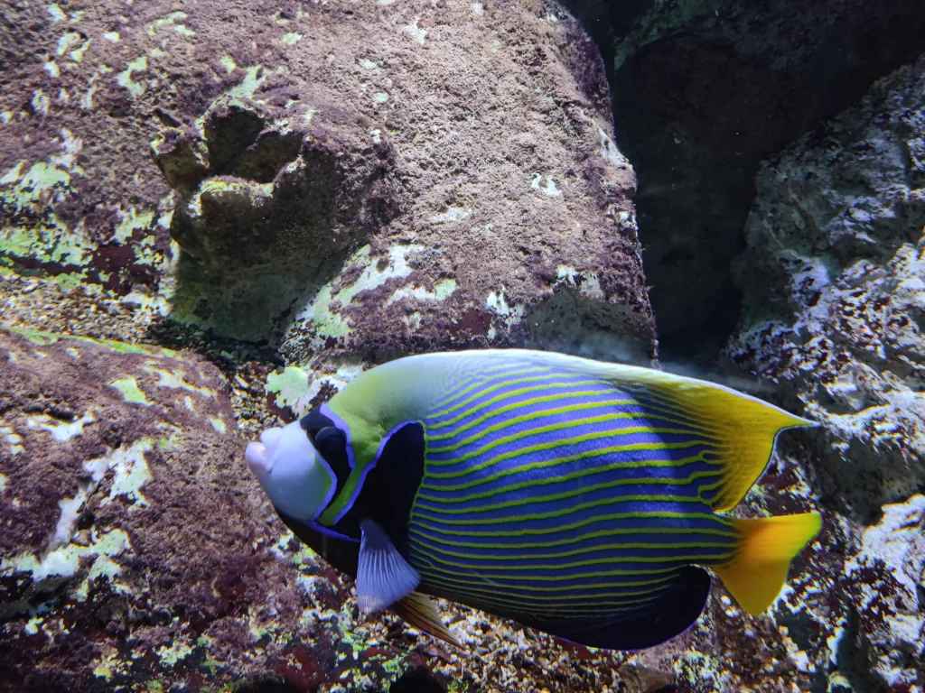 Vivre à Saint-Malo, immobilier et aquarium