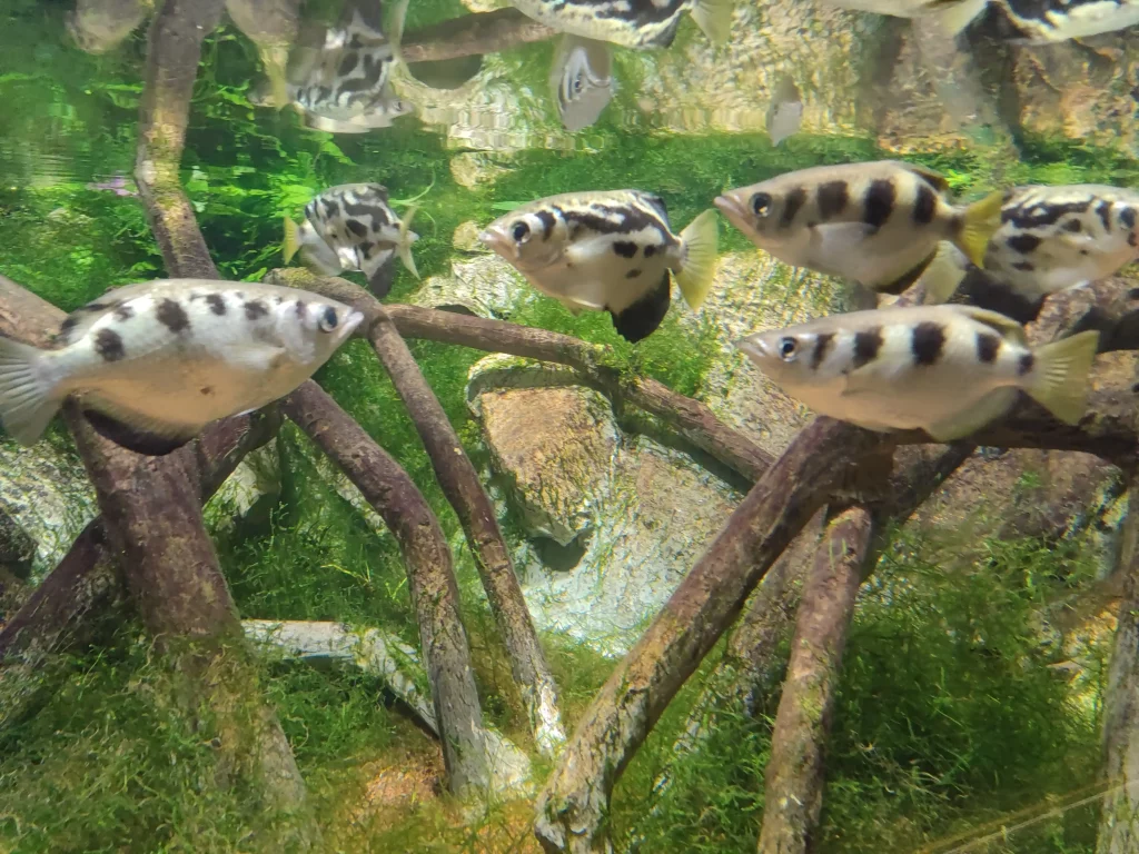 Vivre à Saint-Malo, immobilier et aquarium